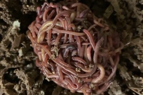Blue Worms Perionyx Excavatus Composting Care And Breeding