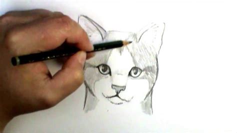 How To Draw A Cat Face Youtube