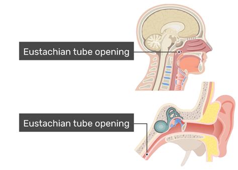 Temporal Bone Anatomy Eustachian Tube