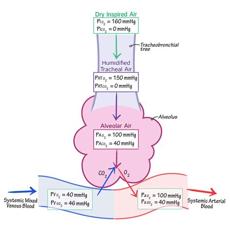 Physiology Glossary Gas Exchange Advanced Draw It To Know It