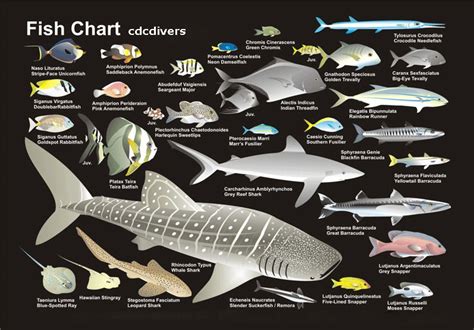 Fiszkoteka, your checked english malaysian dictionary! Scuba Diving in Malaysia - Fish Identification