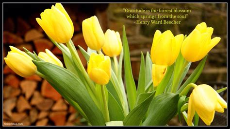 I keep myself surrounded by them as soon as they start. Gratitude & tulips | Gratitude, Inspirational quotes, Tulips