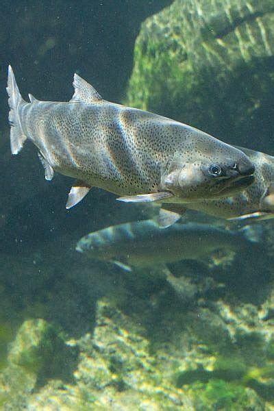 Featured Animals Rainbow Trout Cmzoo