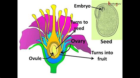 Science Plants Sexual Reproduction Pollination Fertilization English Youtube