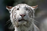 The facts on white tigers: Inbreeding 'for beauty and tourism dollars ...