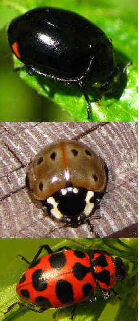 Types Of Ladybugs For Ladybug Identification Green Nature