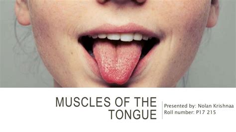 Muscles Of The Tongue