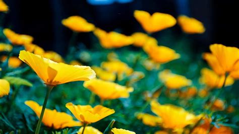 Sunshine Flowers Yellow Nature Field Hd Wallpaper Peakpx