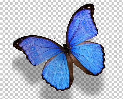 Blue Aesthetic Butterfly Png Largest Wallpaper Portal Ac
