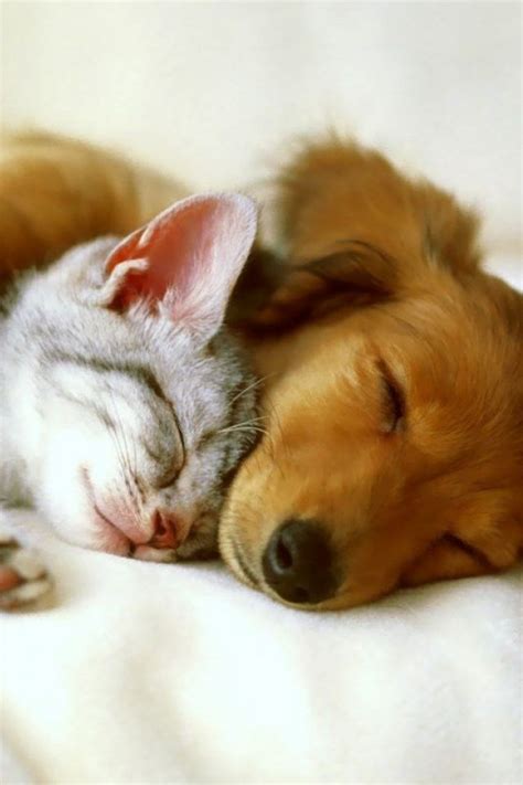 Dog And Cat Together Looking So Cute Dogs Hugging Animals Friendship