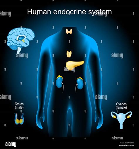 Gl Ndulas De Un Sistema Endocrino Humano Rganos Internos Realistas En