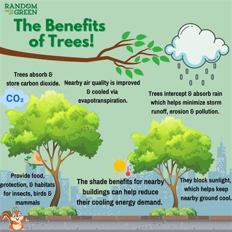 12 Benefits Of Trees For People Places And Planet