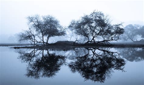 Reflection In Woods By Guruprasad Hegde Reflection Symmetrical
