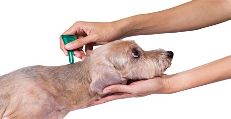How To Get Rid Of Dog Fleas Vets Advice New Pup