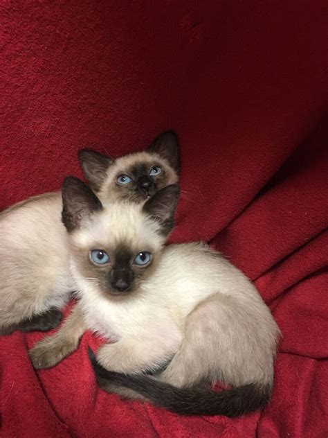 Beautiful Siamese Kittens For Sale In Colchester Essex Gumtree