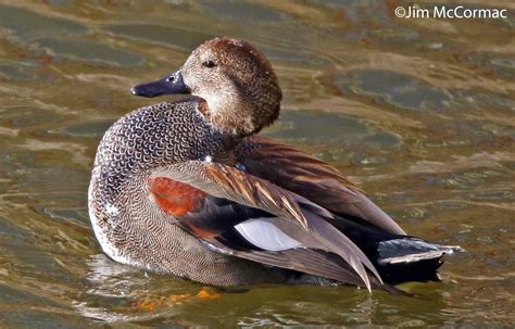 Ohio Birds And Biodiversity The Gadwall A Study In Understated Aesthetics