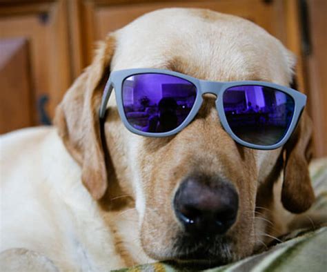 Doggles Dog Glasses √ Dogica Teach Your Dog To Wear Glasses Ideal
