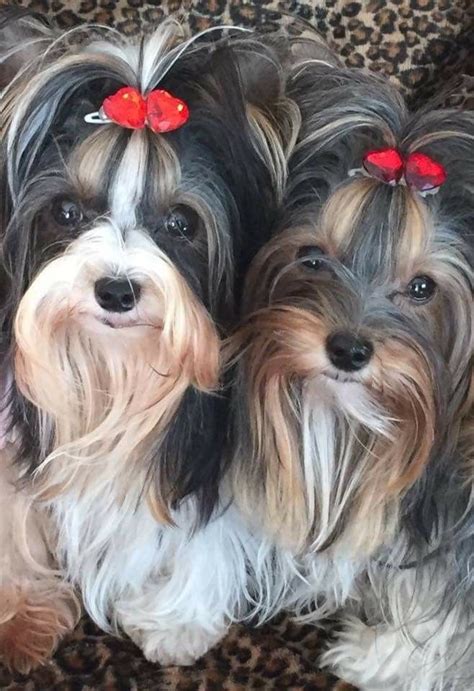 Pin By Debbie Zwicky On Brewer Babies Yorkie Yorkshire Terrier Lap Dogs