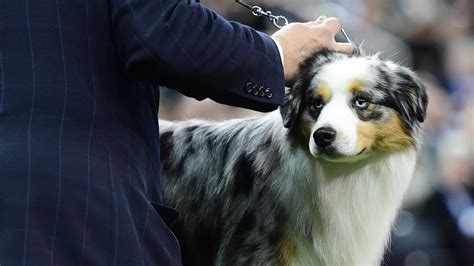 Westminster Dog Show Prize Money How Much Do The Winners Make In 2020