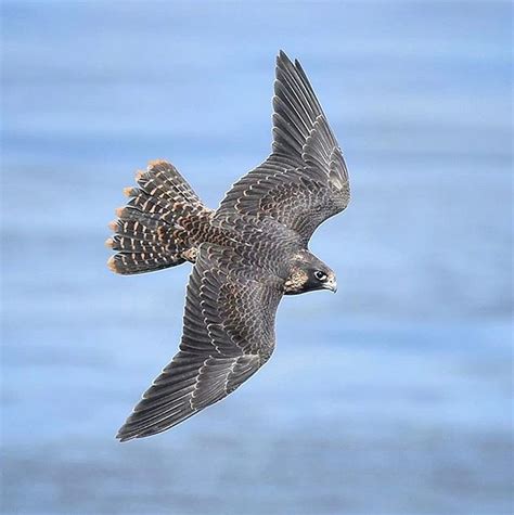 Juvenile Peregrine Falcon Flying Over The Pacific Ocean Intobirds