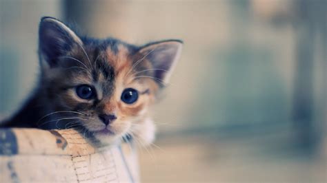 cute cat hd wallpapers top free cute cat hd backgrounds wallpaperaccess