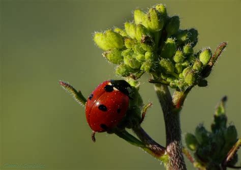 Free Images Nature Branch Flower Green Produce Insect Ladybug