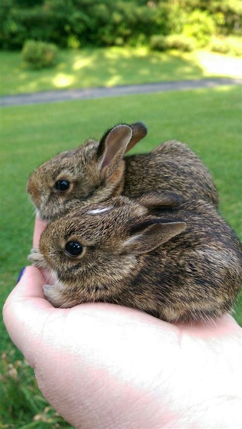 Baby Cottontail Bunny Care Feeding Wild Baby Rabbits Quick Facts