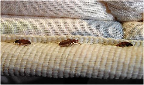 What To Do When You Find Bed Bugs In Your Hotel Room Home And House