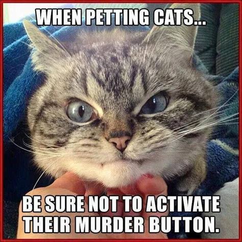 Facebook Funny Animals With Captions Funny Cat Pictures Funny