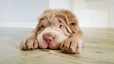 ¿por Qué Lloran Los Perros Estudio Revela La Causa De Las Lágrimas En