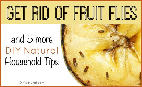 How To Get Rid Of Fruit Flies In My Home Home