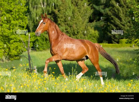 Bavarian Warmblood Chestnut Adult Trotting On A Meadow Stock Photo Alamy