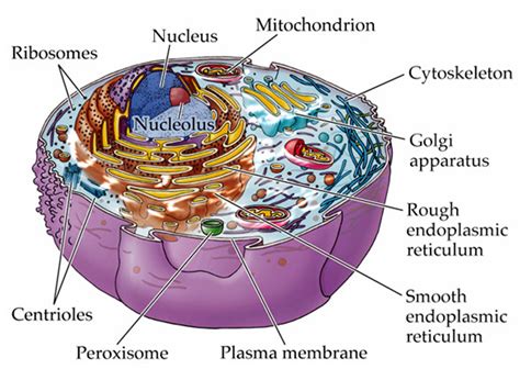 Check spelling or type a new query. December 2012 ~ MCQ Biology - Learning Biology through MCQs