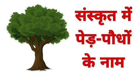 संस्कृत में पेड़ों के नाम Trees Name In Sanskrit And Hindi With