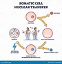 Somatic Cell Nuclear Transfer As Genetic Change Process Steps Outline ...