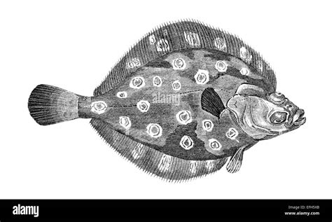 Flatfish Or Flounder Black And White Stock Photos And Images Alamy