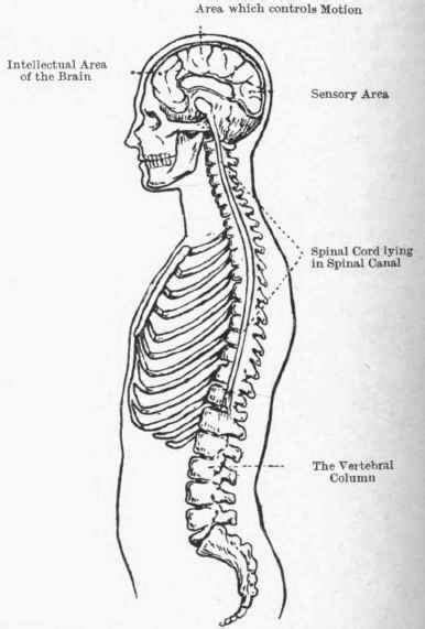 Want to learn more about it? Home Nursing. The Nervous System