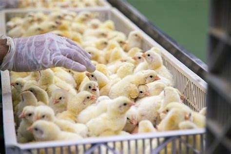 La Fin Du Broyage Des Poussins En France Fondation Brigitte Bardot