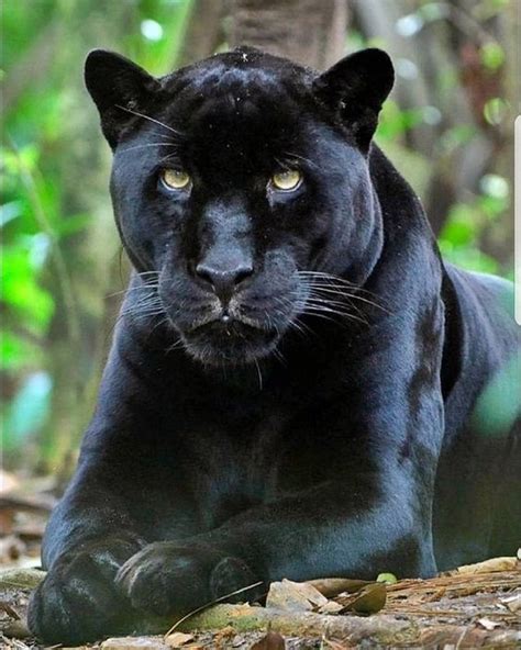 Cats are obligate carnivores and driven to consume meat. What Do Panthers Eat? in 2020 (With images) | Animals wild ...