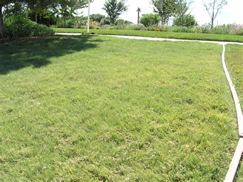 How to dethatch a lawn. Legacy Buffalo Grass
