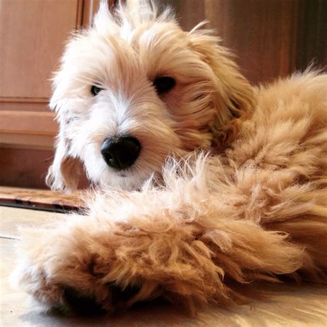 When you own one of our doodles you will know exactly what i mean. It's so fluffy, I'm gonna die! (Photo by @heyitsjeanette5 ...
