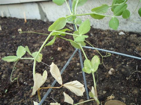 Thyme To Garden Now Cutworm Damage To Sugar Snap Pea Seedlings