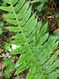 Polypodium interjectum Shivas - Biodiversidade