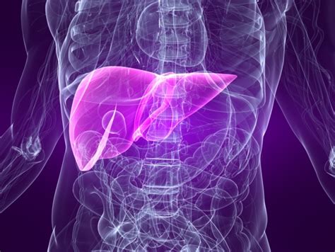 Liver Cancer Fact Sheet Cancer Therapy Advisor