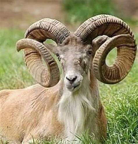 Big Horn Ram Rare Animals Majestic Animals Animals