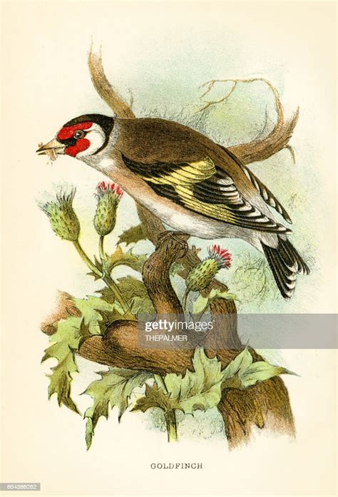 Goldfinch Engraving 1896 High Res Vector Graphic Getty Images