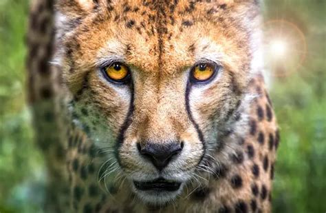 Cheetah Description Habitat Image Diet And Interesting Facts