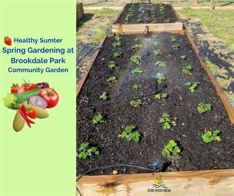 Healthy Sumter Community Garden Update Americus Times Recorder