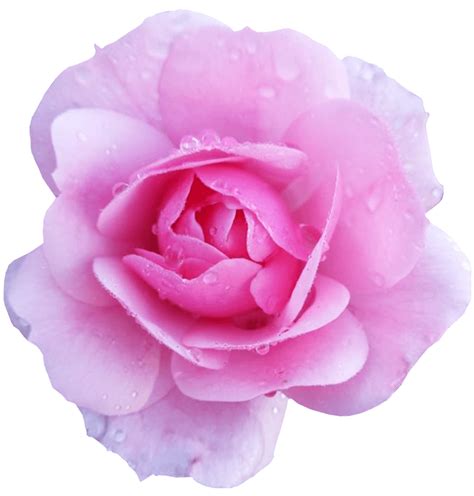 Download High Quality Rose Transparent Pink Transparent Png Images