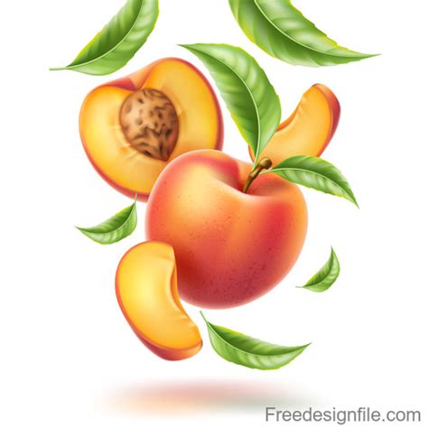 Fresh Peach Vector Illustration Material Free Download